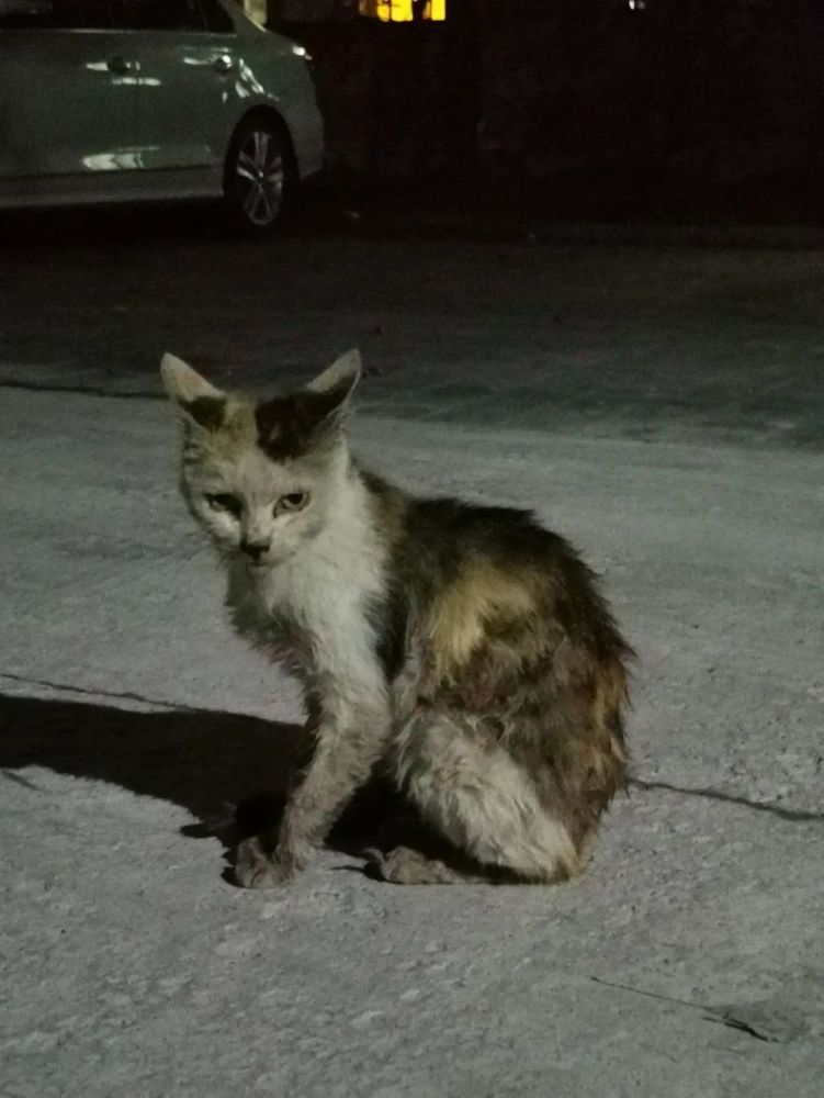 濒死的流浪猫撑了一晚上,只为见喂养自己的人一面