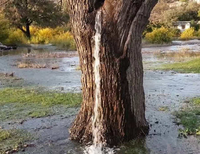 下面和大家说说发财树到底要如何养殖