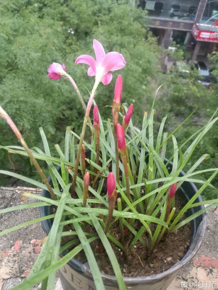 风雨兰太能长,今年种1棵,来年收了一麻袋!