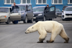 本世纪末北极熊将无处生存!