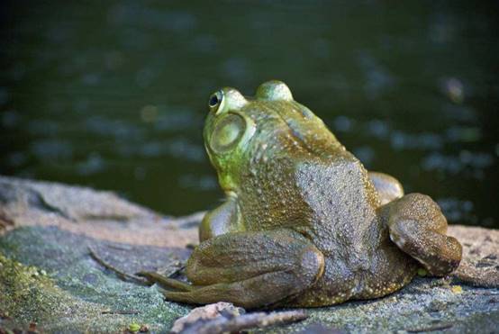 牛蛙的哭诉:"妈妈我想回家",美洲牛蛙入侵中国后,想家了