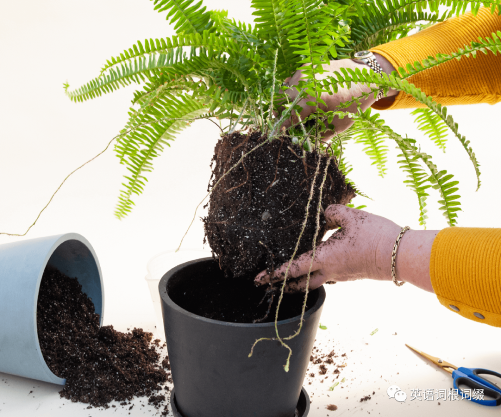 英语短语:to replant