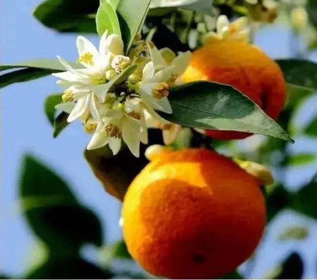 安顺场// 品种:黄果柑花 建议观赏时期:3-4月 白色的小花,绿色的