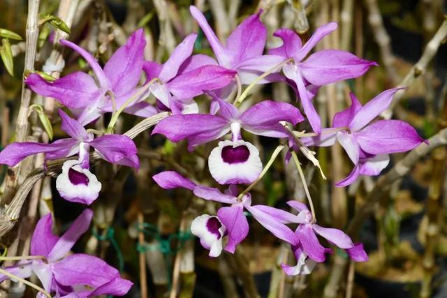 喇叭唇石斛 dendrobium lituiflorum