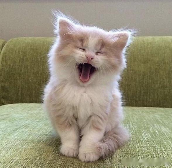 天生高贵的猫咪,因为你成了恶猫,你会放生还是安乐呢?
