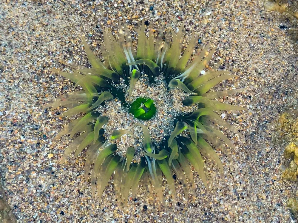 在老龙头附近的海滩大家还有机会收获到海星,小螃蟹,海葵等海货哦!