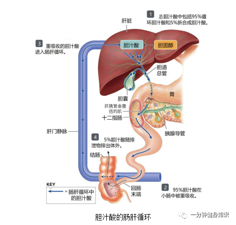 体检查出脂肪肝，请一定要注意了