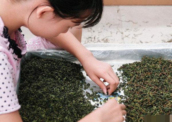 茶叶冷知识：长期喝茶和不喝茶的人体质上有什么差别？