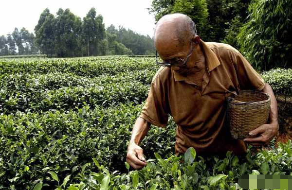 茶叶冷知识：长期喝茶和不喝茶的人体质上有什么差别？