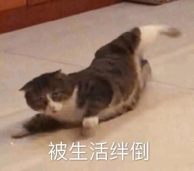 最新猫咪表情包:这么可爱的表情包,你不喜欢吗?