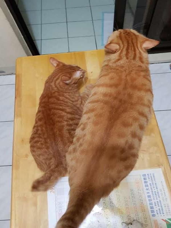 能和橘猫比胖的只有橘猫了吧！这橘猫胖得连身上花纹都撑开了