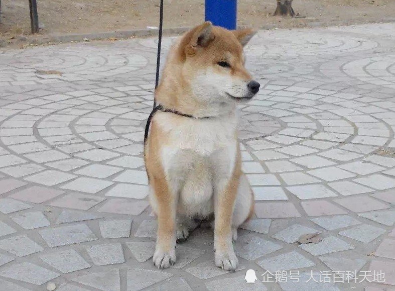 柴犬智商排名_柴犬智商排名第几(2)