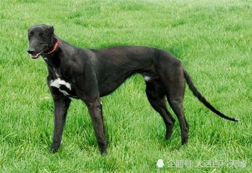 灵缇犬，敢与猎豹争锋，是全世界公认奔跑速度最快的猎犬
