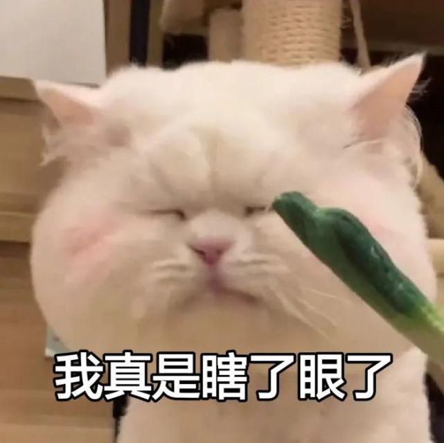 可爱的猫猫和羊羊表情包分享