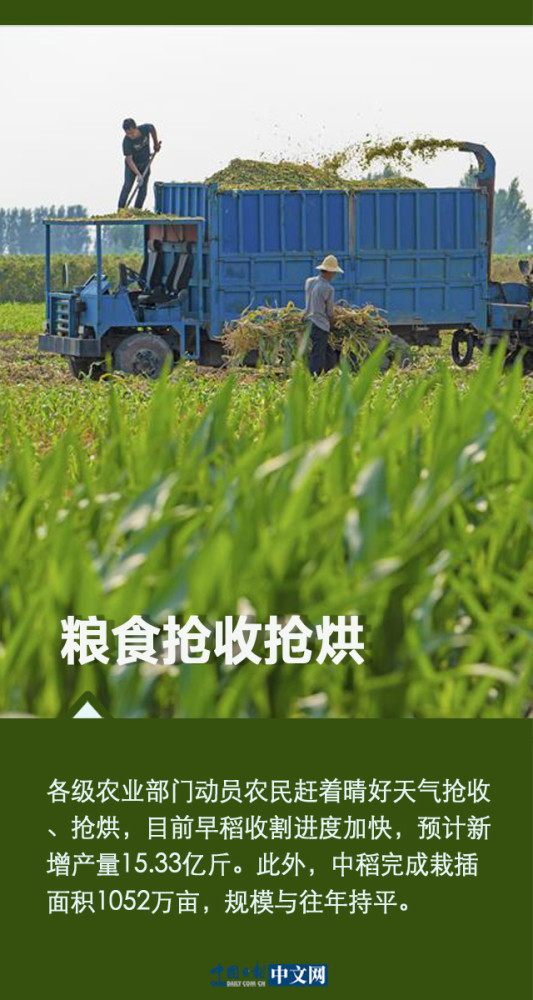 【海报】我国夏粮十七连丰 确保粮食安全 我们有底气