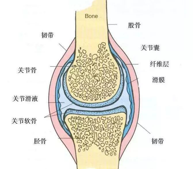 膝关节由股骨内,外侧髁和胫骨内,外侧髁以及髌骨构成,为人体最大且