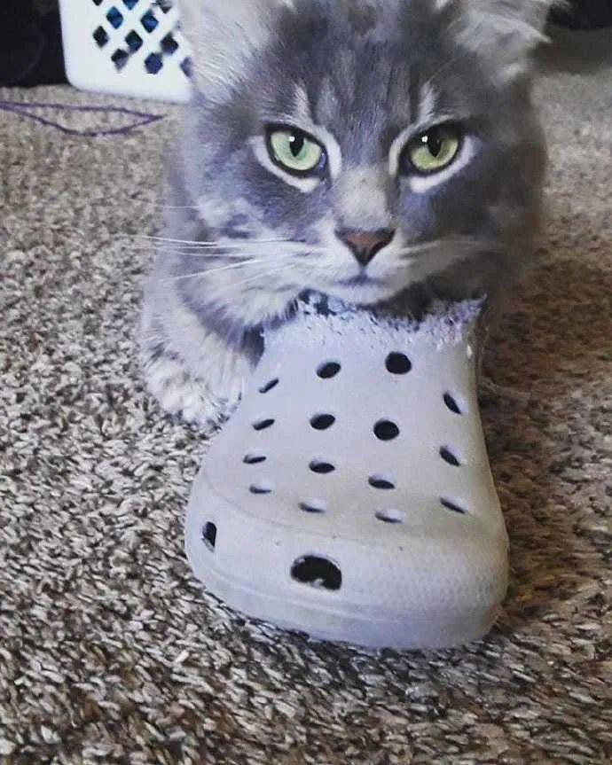 猫咪从小喜欢啃鞋，几年后再次见到不想说话了：跟你有多大仇啊？