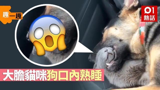 大狗含住猫咪整个头睡觉，猫咪哪来的安全感？是放弃挣扎了吗