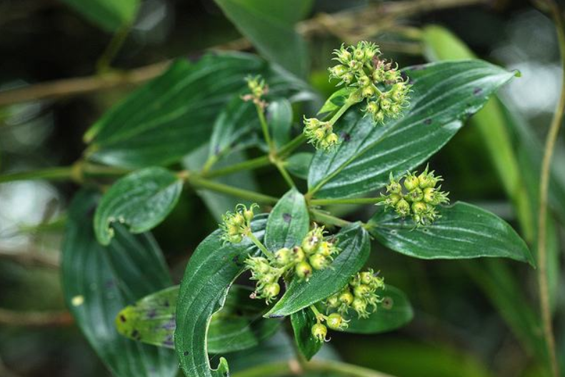 理肺散,听起来像一个中药方剂,其实它是一种药草,为茜草科植物攀援耳