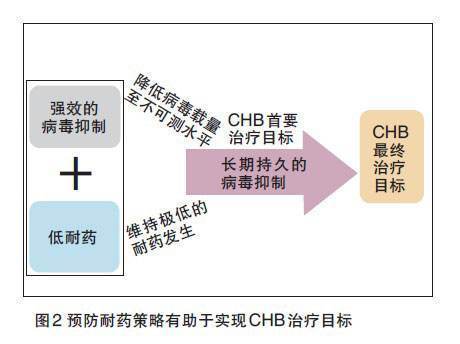 乙肝替诺福韦TDF48周试验，单药抗病毒作用明显，肝功能持续改善