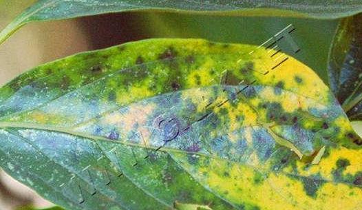 一,柿子主要病害 柿子主要病害有:炭疽病,角斑病,圆斑病,和枝枯病,柿