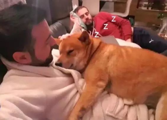 主人从小抱着柴犬睡，长大它还把自己当小奶狗，天天要抱抱