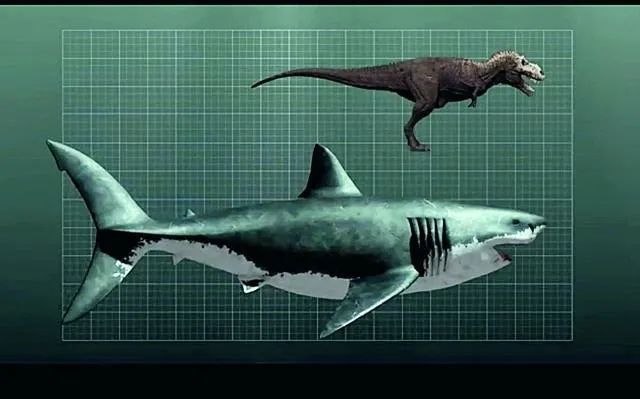 地球最强掠食者,巨齿鲨到底有多可怕?