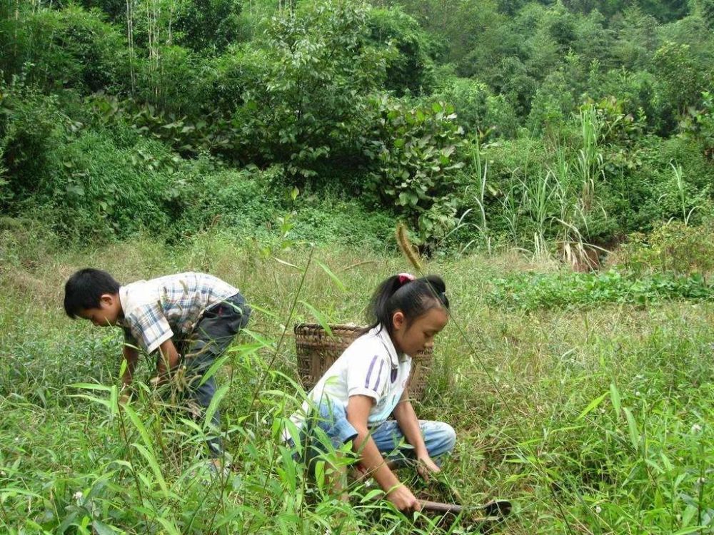 以前农村都是烧柴的,所以需要常常去山上砍柴,也会去山上弄一些枯