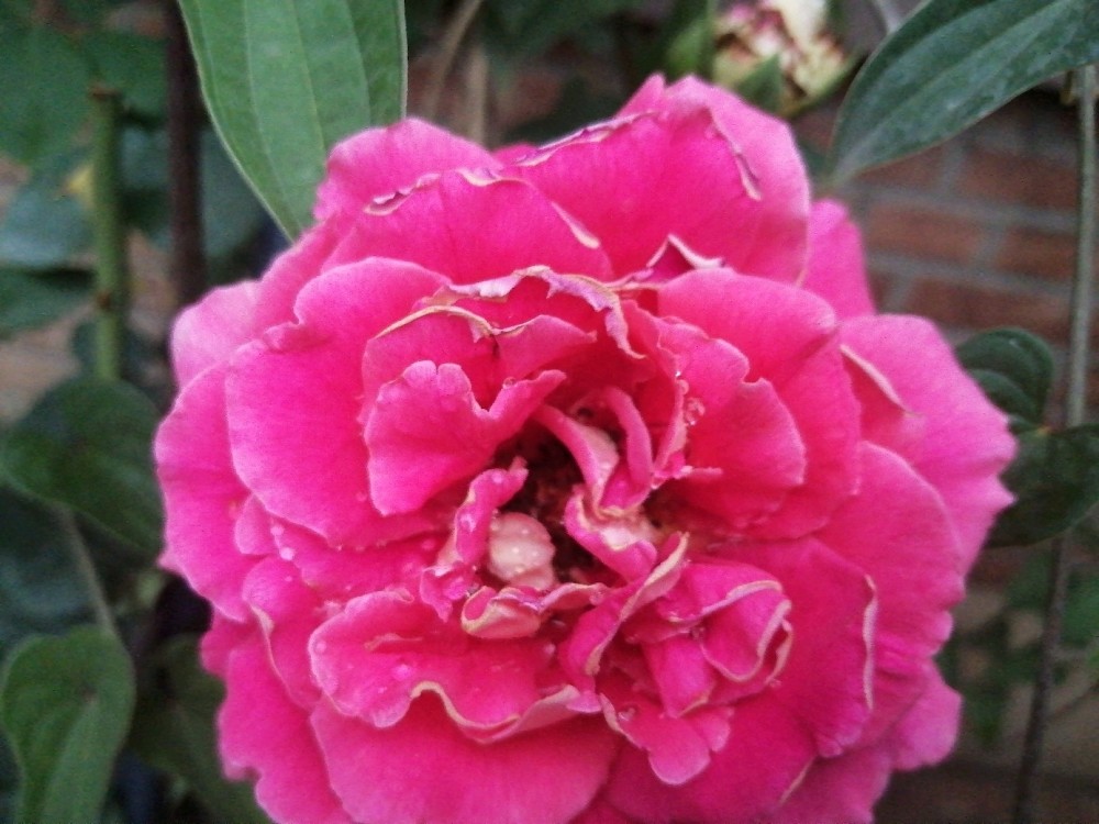 沙特阿拉伯的国花是乌丹玫瑰,海枣,素方花.