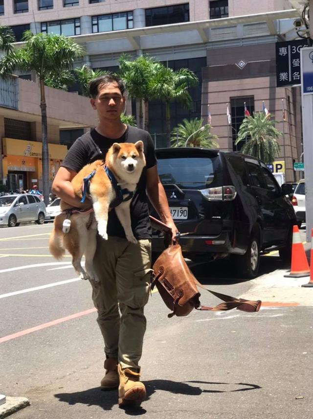 烈日下主人坚持单手抱30斤狗狗，太爱它怕它受伤了