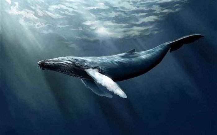 古人应该很少有见过鲸鱼的,但它如此厉害,所以在诗文中,屡屡与鲲鹏