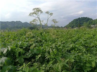 满山香,小救驾,大救驾,七里香,拔地麻,抓地虎(《陕西中草药》) 香草