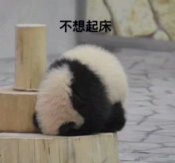 真熊猫表情包,只想当个懒惰的快乐鬼