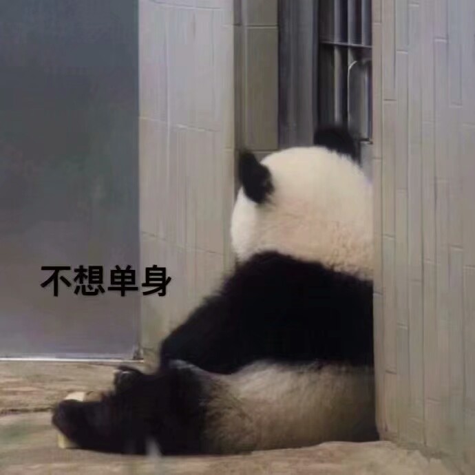 真熊猫表情包,只想当个懒惰的快乐鬼