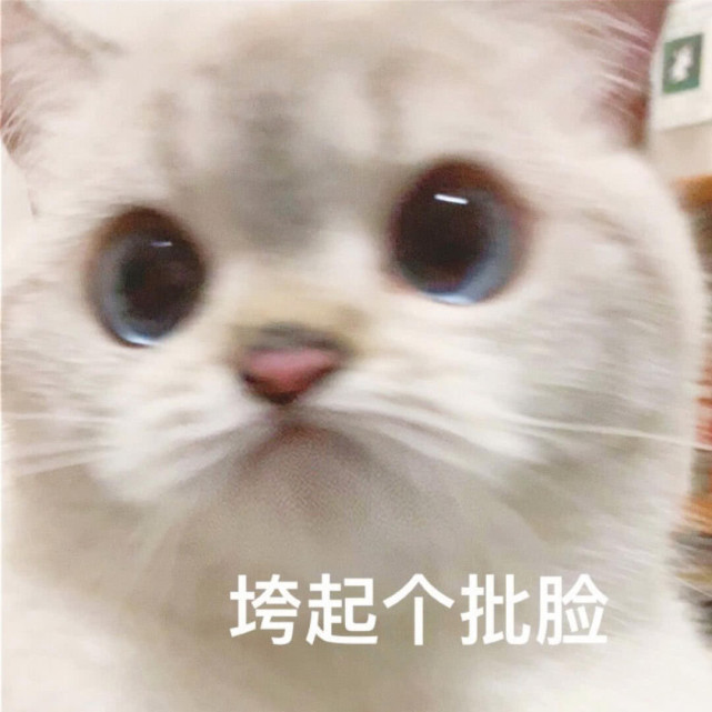 一组可爱猫咪表情包,请签收