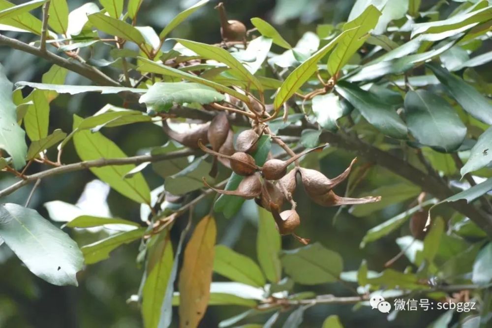 在陆地也能生根发芽的海飘植物——长柄银叶树