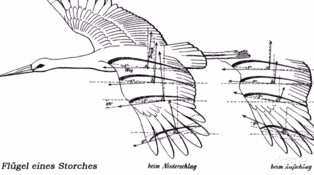 为何大雁一字或人字形飞行,且不断变化角度?科学家猜想是真是假