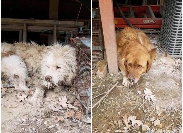 2流浪狗跟豪猪打架!输惨模样曝光:鼻子上扎满百根硬刺