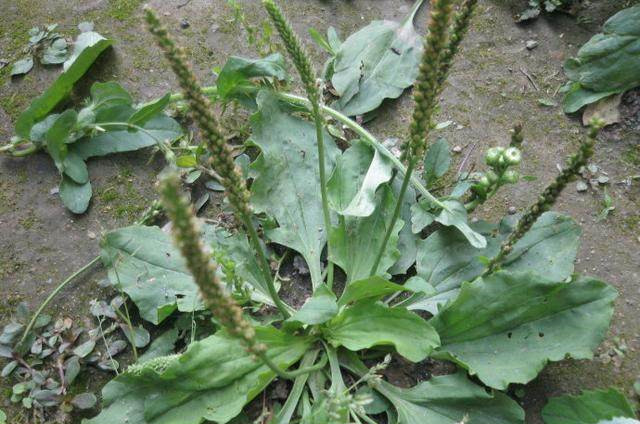 农村常见的抗癌野菜,功效比蒲公英还要好,你肯定不知道!