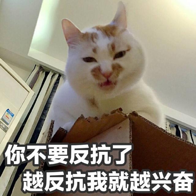 我寻思一只猫能坏到哪里去，结果连自己都傻眼了！