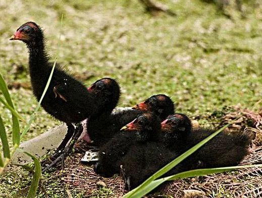 黑水鸡幼鸟 "估计是黑水鸡的幼鸟.