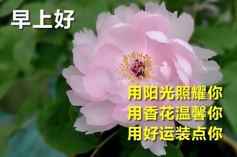 夏天早安带字祝福图片