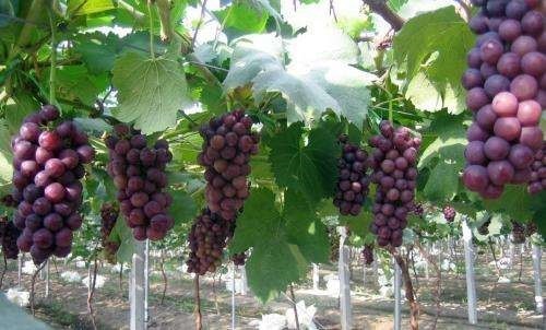 这样搭建大棚种植葡萄,防虫害效果更好