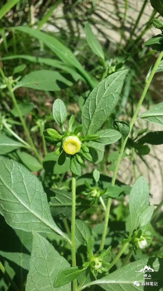 【烟管头草  菊科  天名精属】