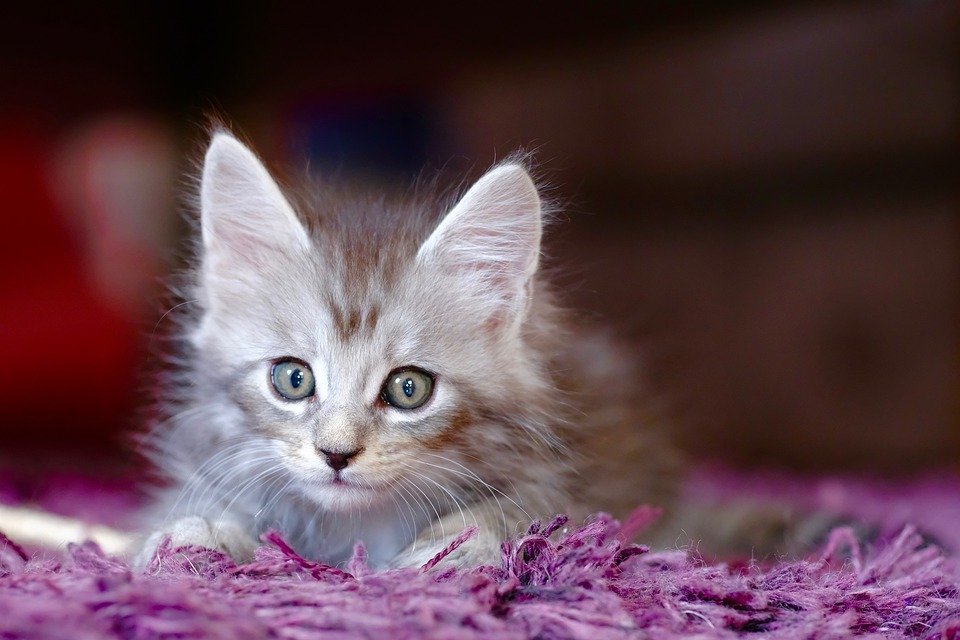 分享6个小妙招，教你如何与胆小的猫咪建立友谊