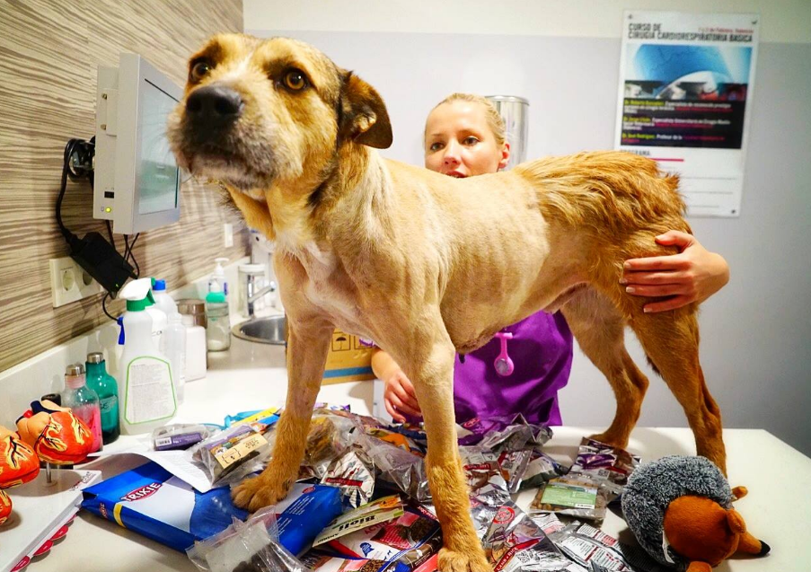 流浪狗为了“自救”，吊着8公斤的肿瘤去医院，徘徊几周后终被救