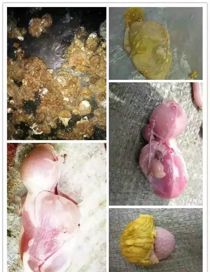 为何腺肌胃炎频频光顾养鸡场? 1, 饲料霉菌毒素是主要问题.
