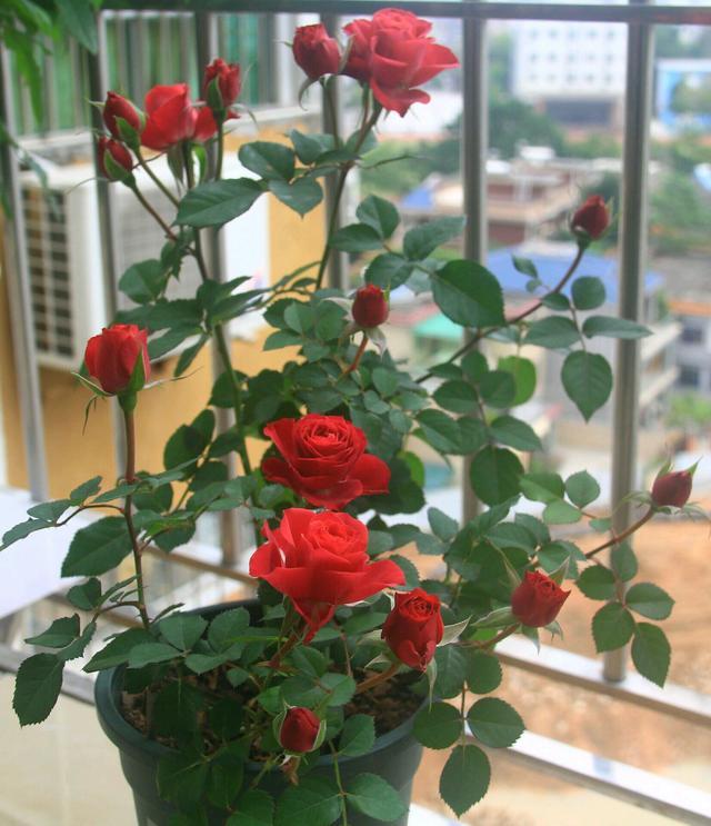 此款阳台盆栽月季,不输果汁阳台,漂亮的大红花朵,四季
