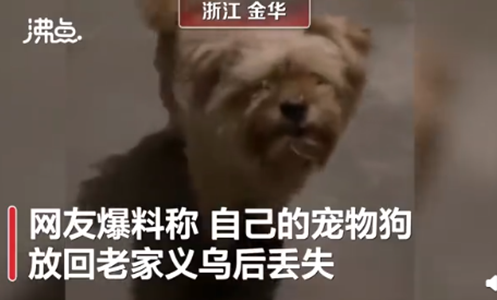 狗的忠诚让人落泪：宠物狗在义乌走丢1个月后走回金华