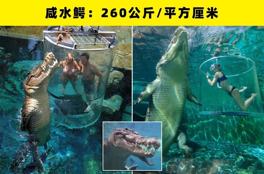 并确定大白鲨具有一定的咬合力